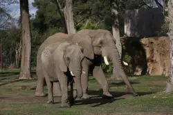 Elephant show permit for Colorado Renaissance Festival denied, animal advocacy group says